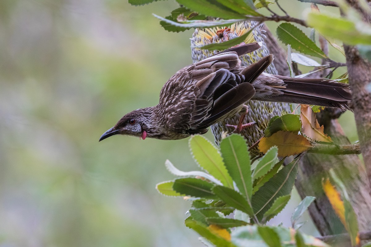 Red Wattlebird - Stefan Hirsch