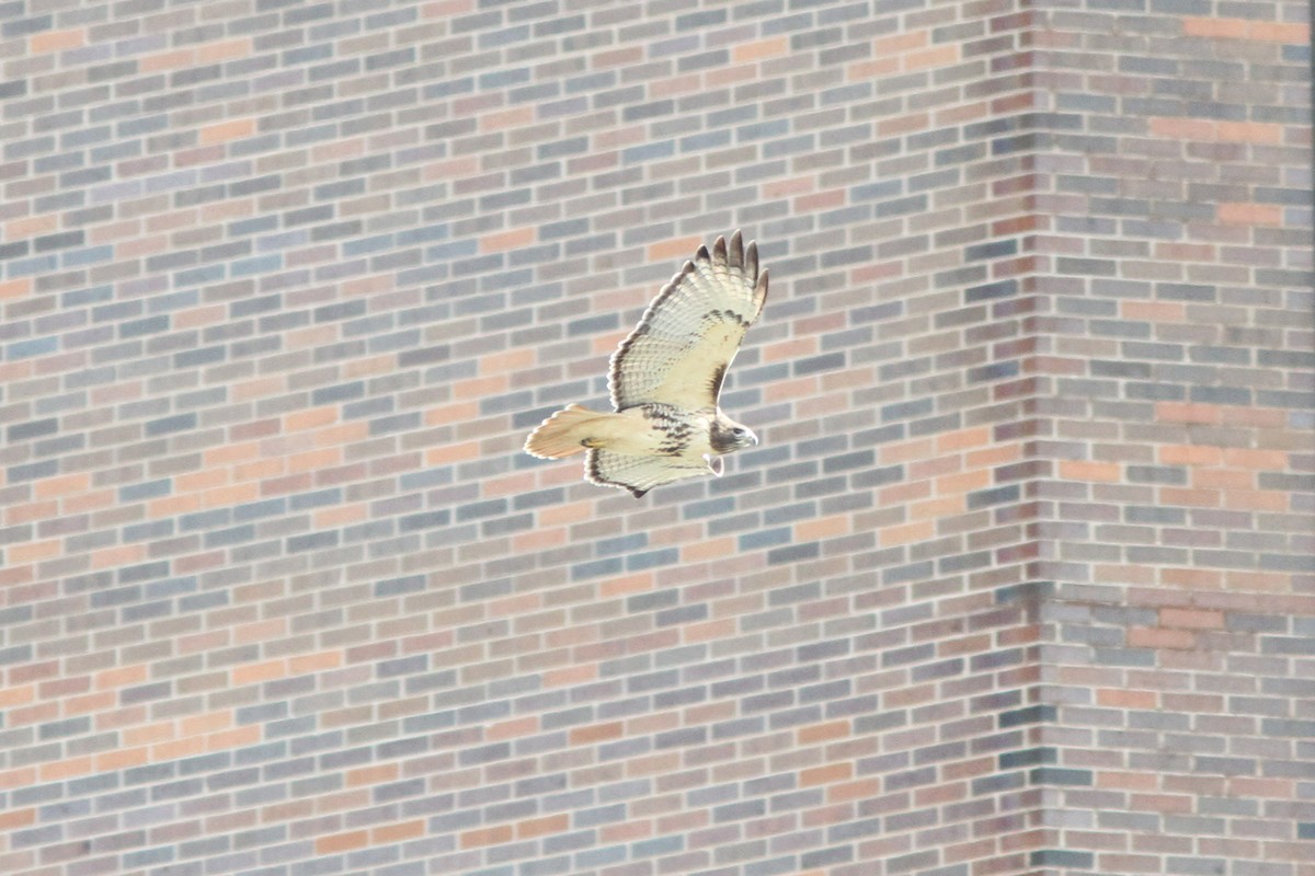 Red-tailed Hawk - Michael Tate