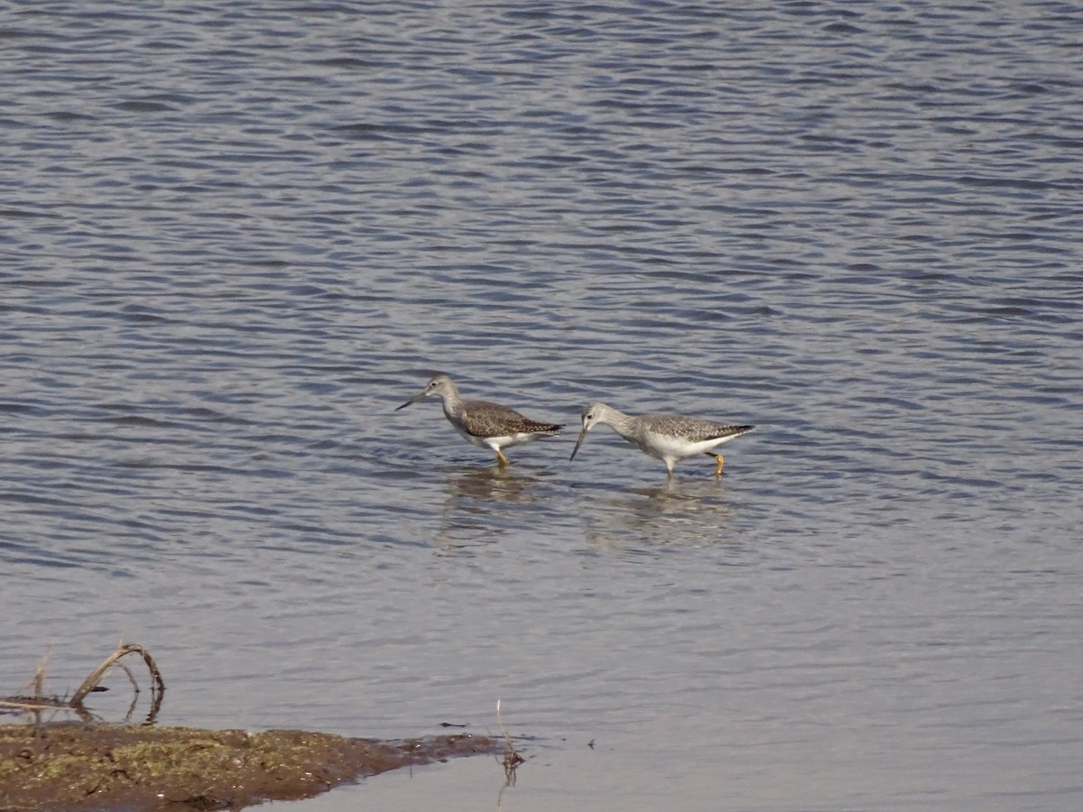 Greater Yellowlegs - W Wonderley