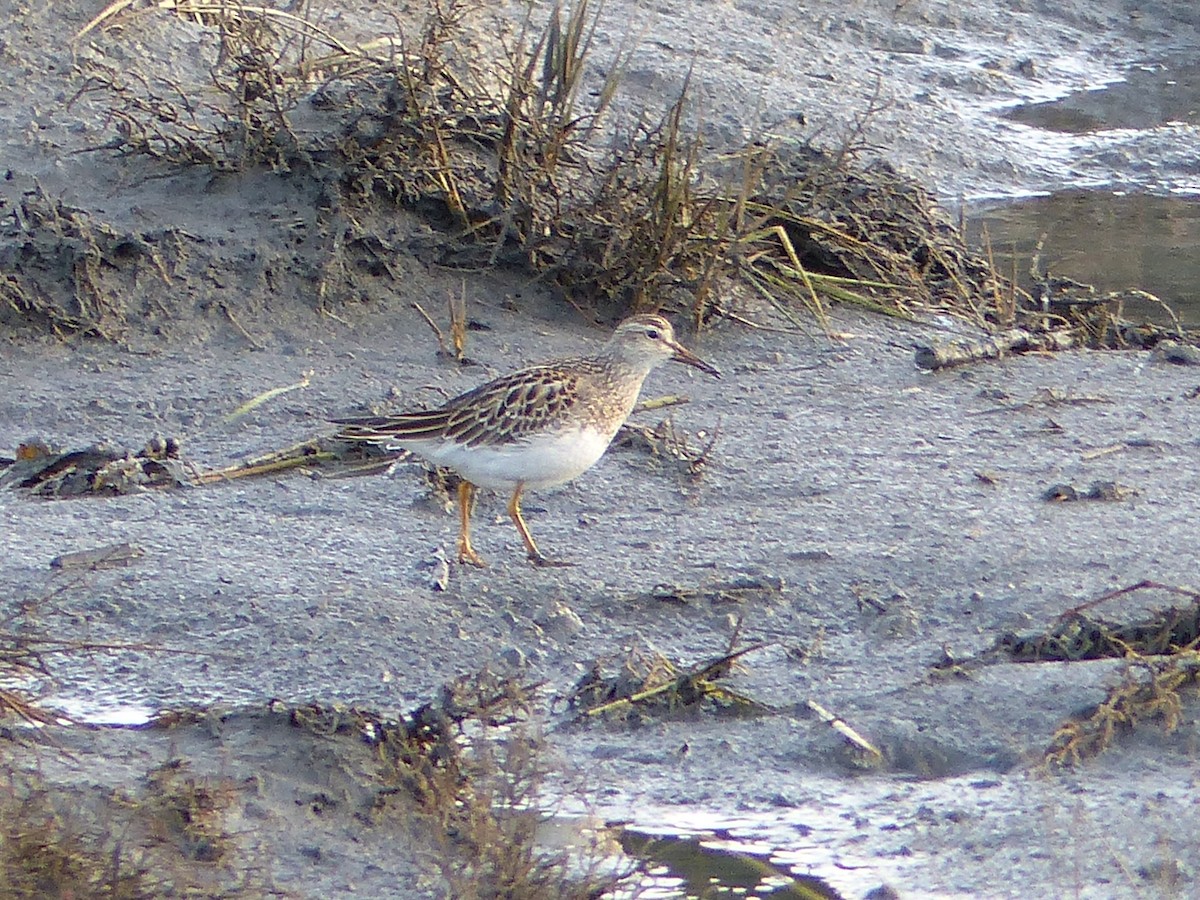 Pectoral Sandpiper - ML121314471