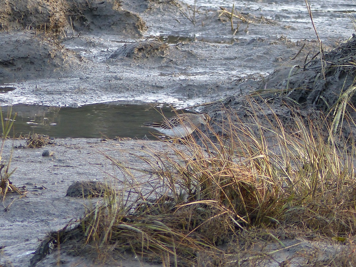 Pectoral Sandpiper - ML121314501
