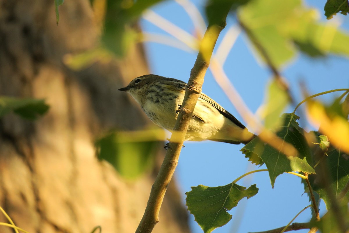 Yellow-rumped Warbler - Rishi Palit