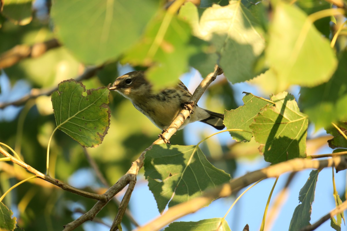 Yellow-rumped Warbler - ML121315011