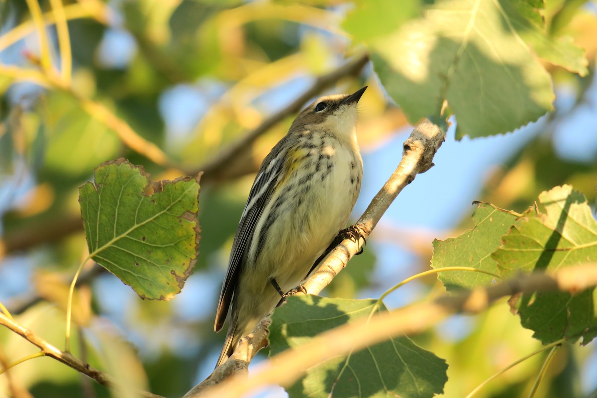 Yellow-rumped Warbler - ML121315021