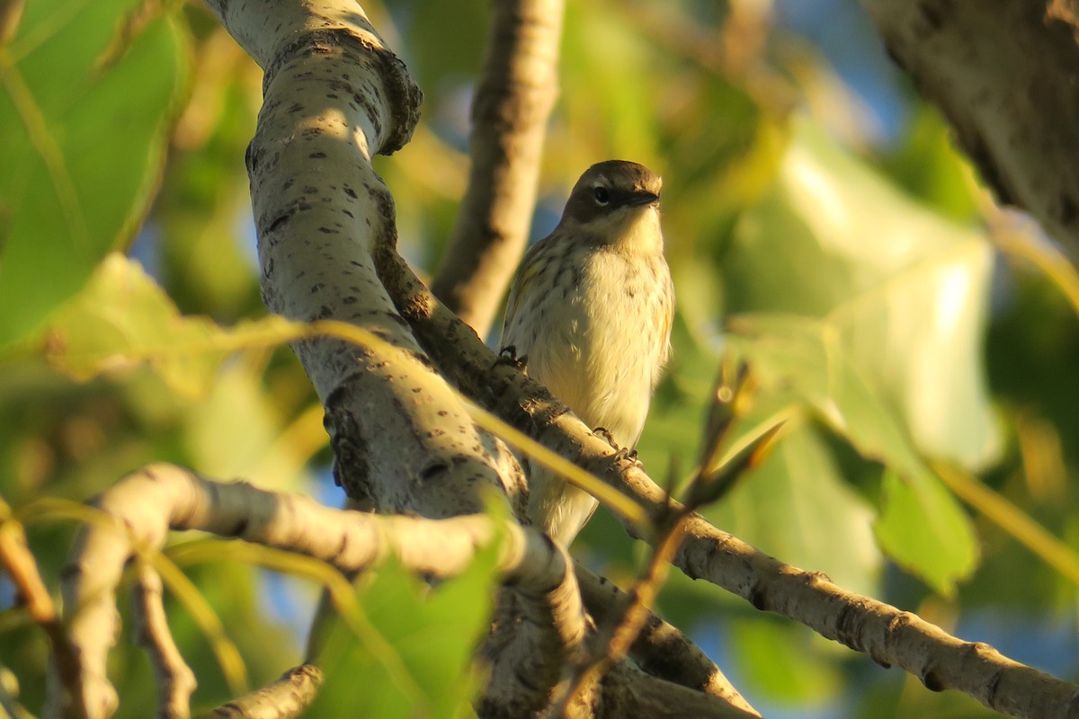 Yellow-rumped Warbler - Rishi Palit