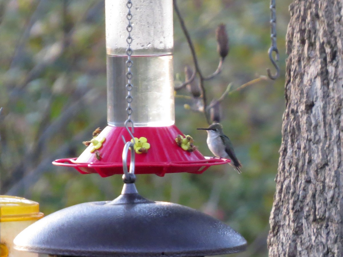 Ruby-throated Hummingbird - ML121317711