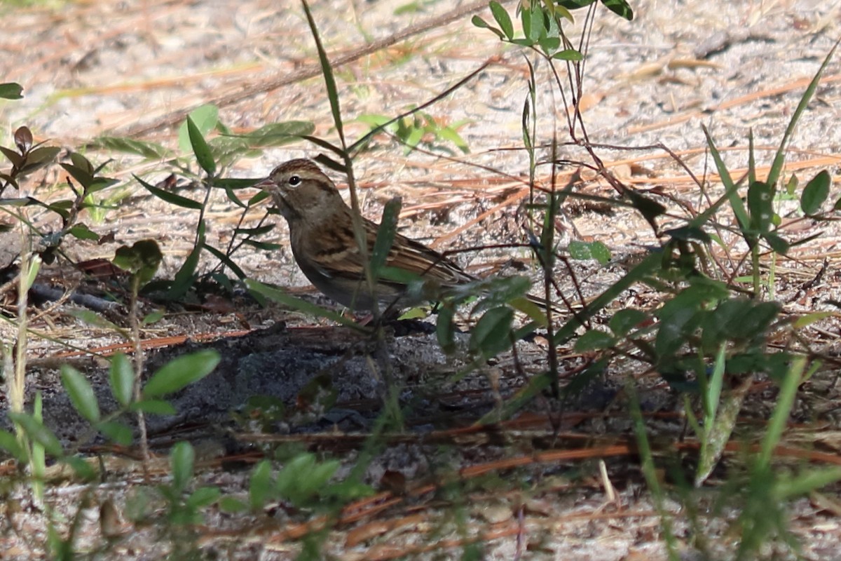 Chipping Sparrow - ML121318121