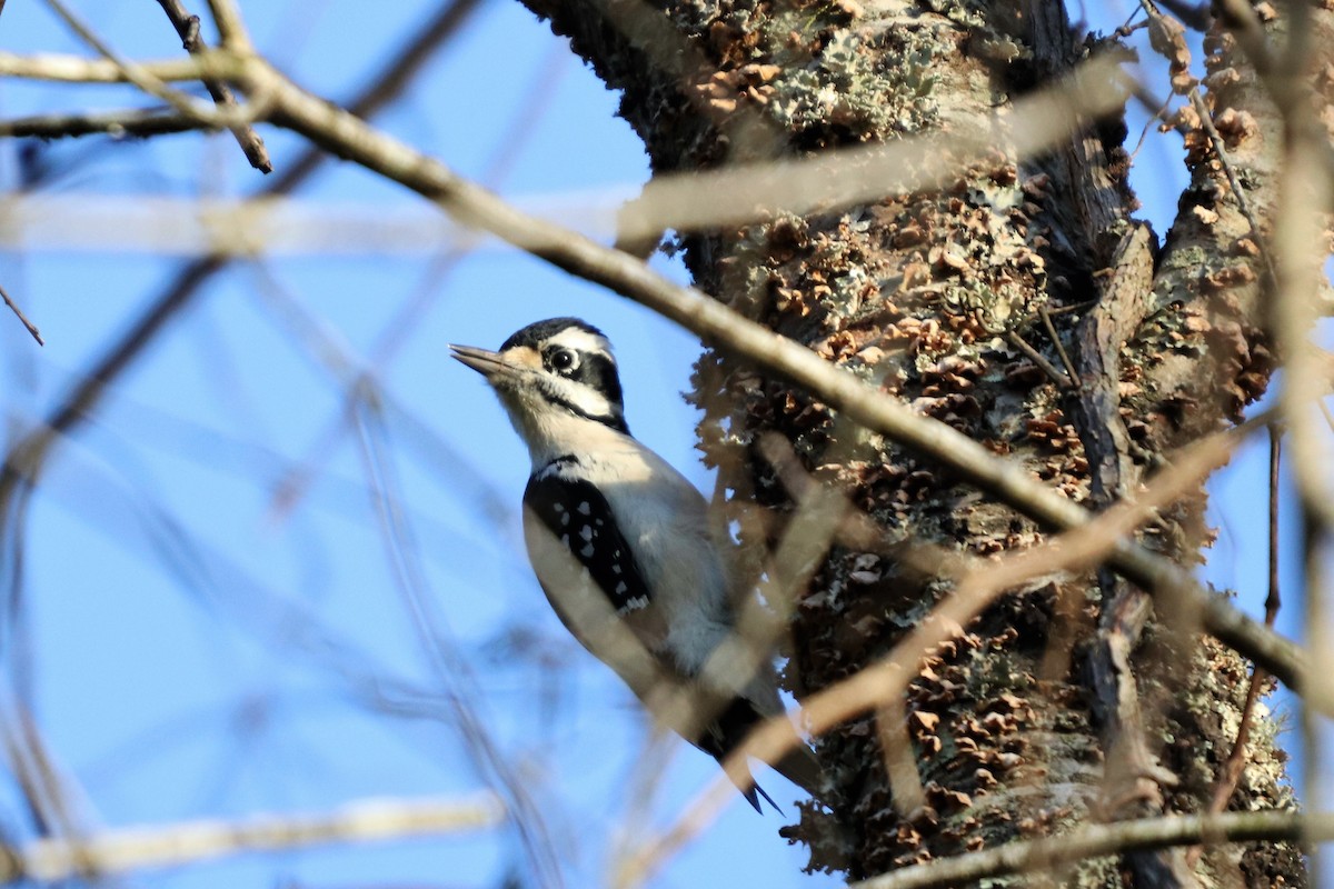 Hairy Woodpecker - ML121318211