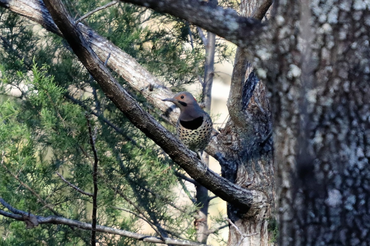 Northern Flicker (Yellow-shafted) - ML121318361