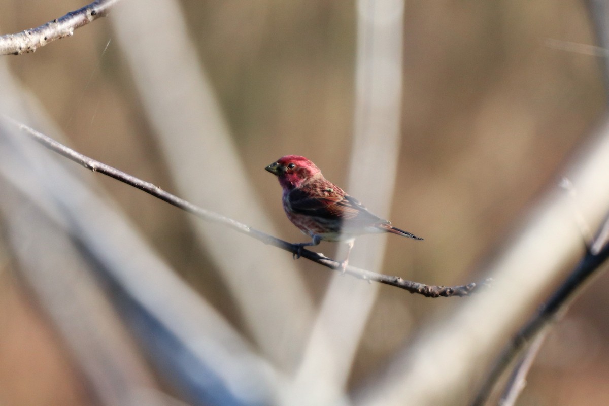 Purple Finch - ML121318851