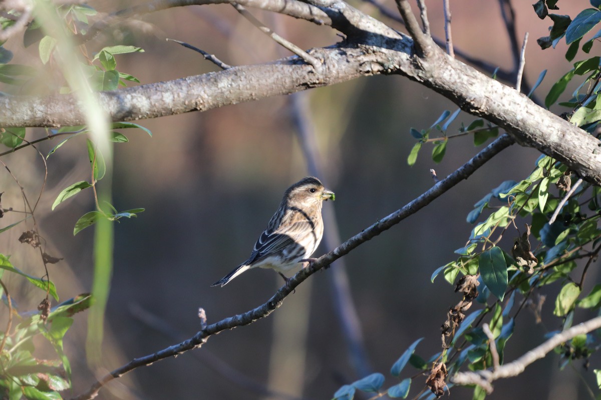 Purple Finch - ML121318931