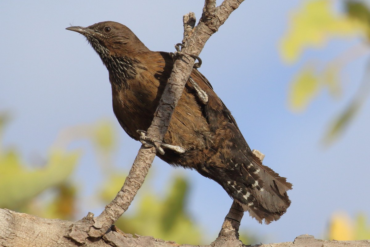 Black-tailed Treecreeper - ML121320581