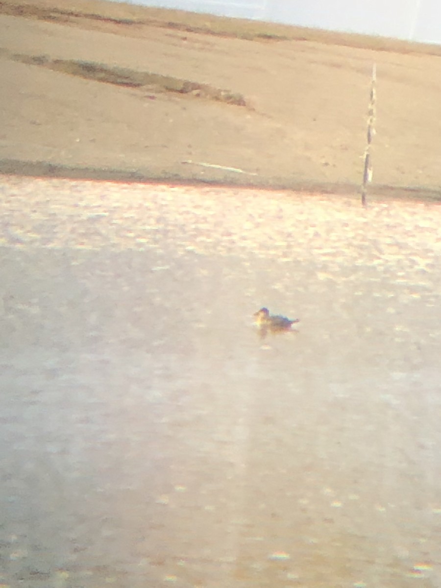 Ruddy Duck - ML121322941