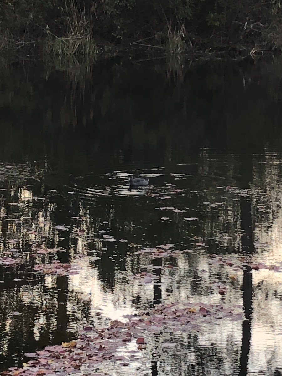 American Coot - ML121323341