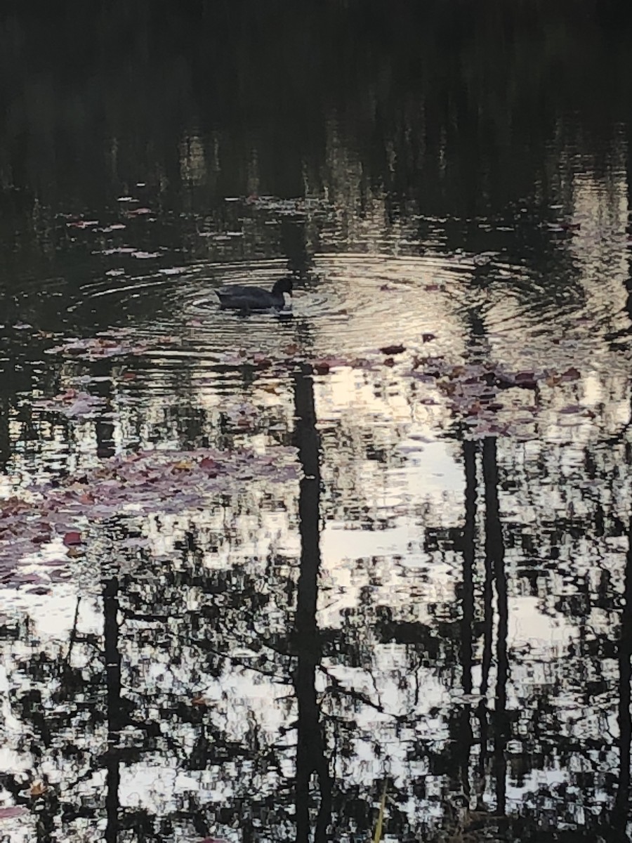 American Coot - ML121323361