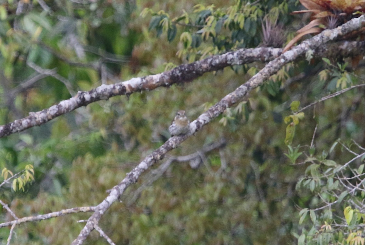 Western Striolated-Puffbird - ML121323531