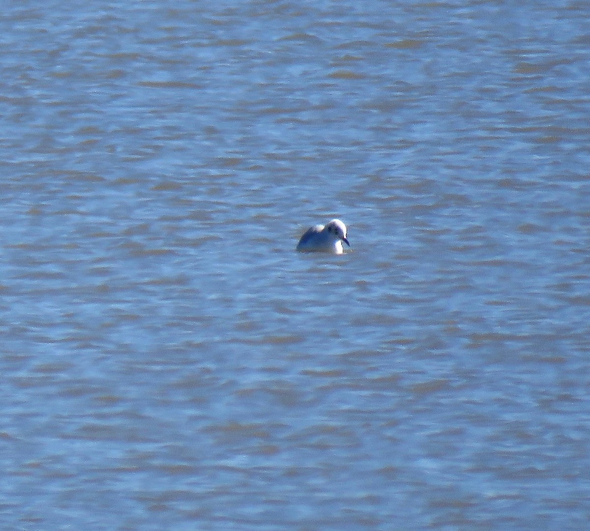 Bonaparte's Gull - ML121326321