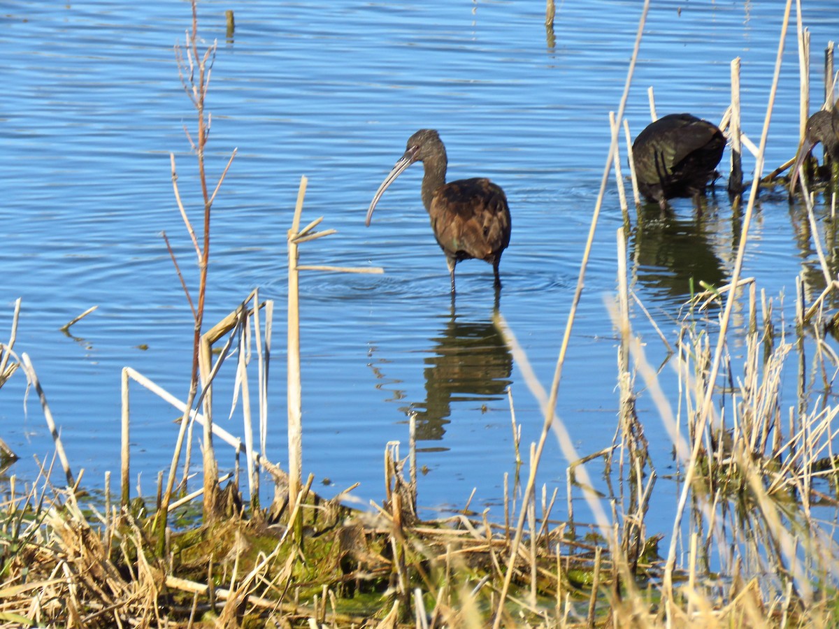 White-faced Ibis - ML121326681