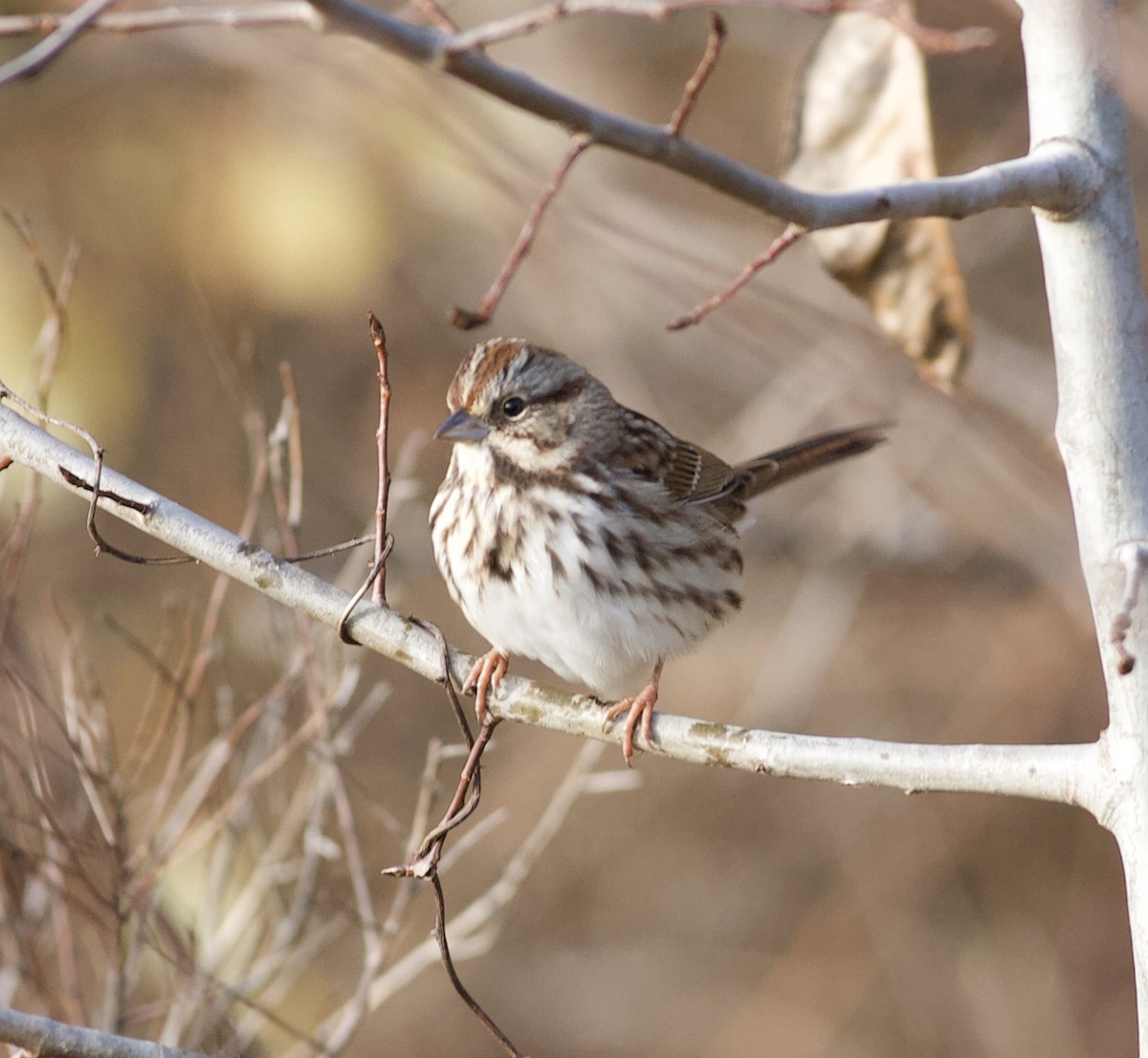 Song Sparrow - Nick  Lund