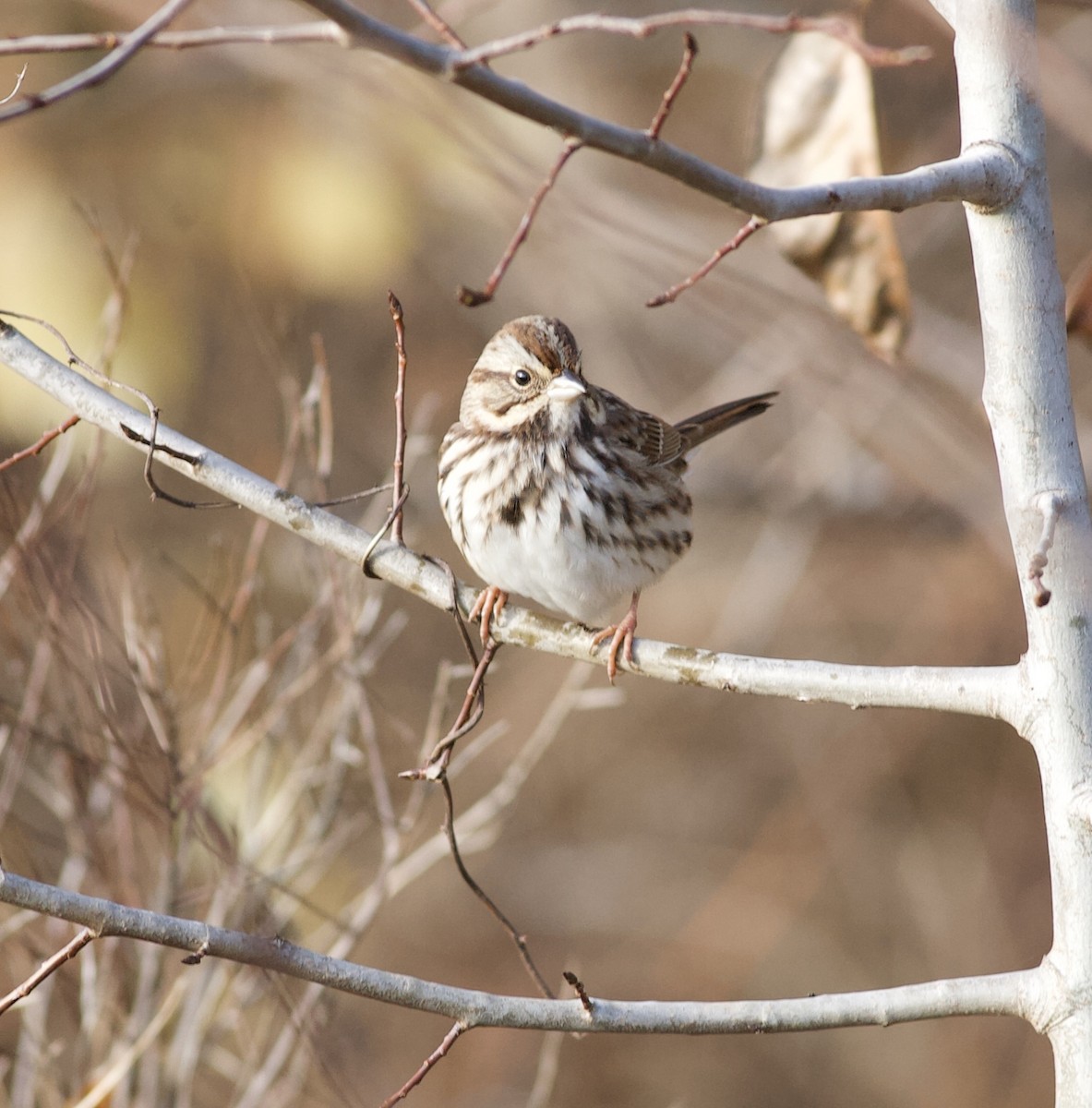 Song Sparrow - Nick  Lund