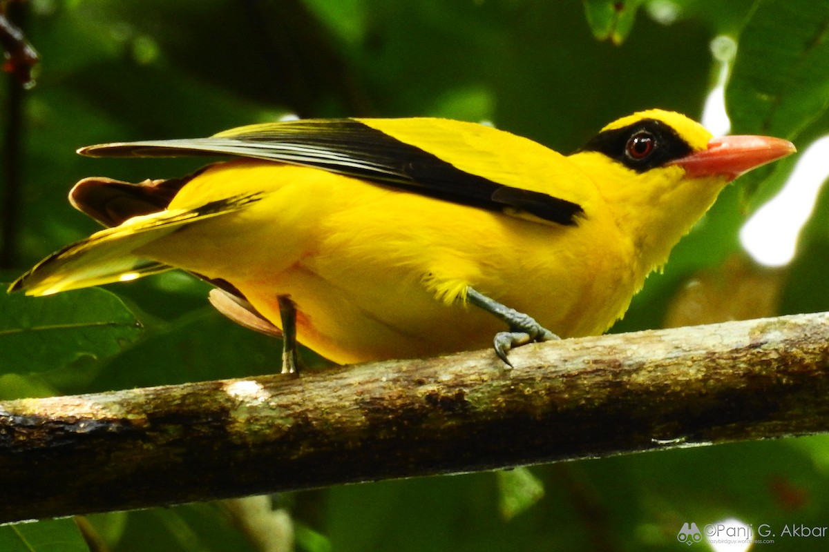 Black-naped Oriole - ML121328691