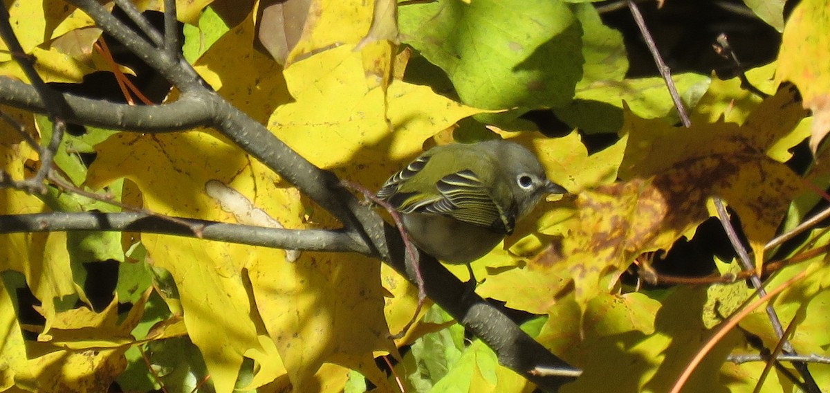 Vireo de Cassin/Solitario - ML121328851