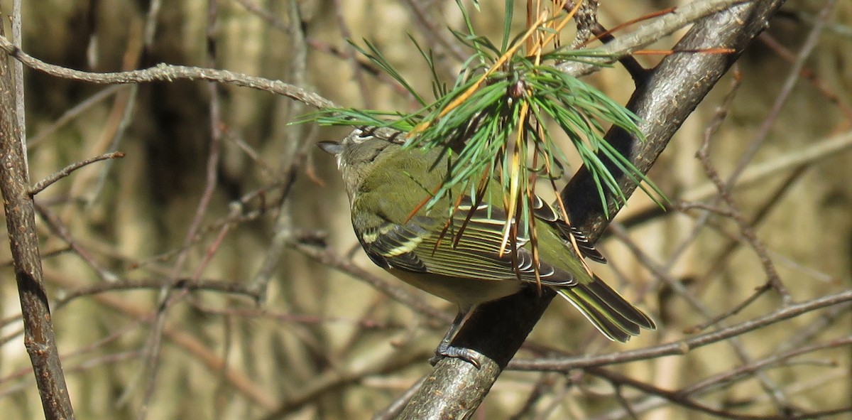 Cassin's/Blue-headed Vireo - ML121328861