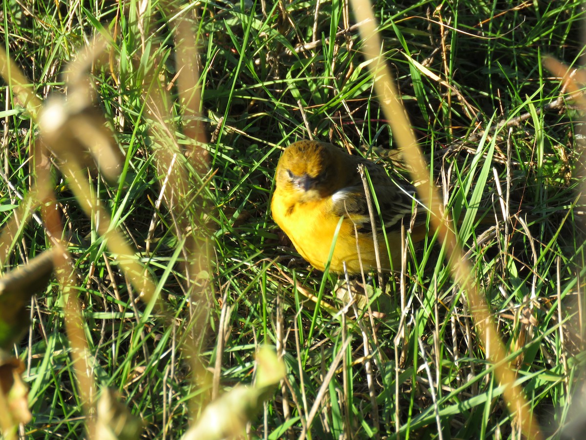 Oriole de Baltimore - ML121329561