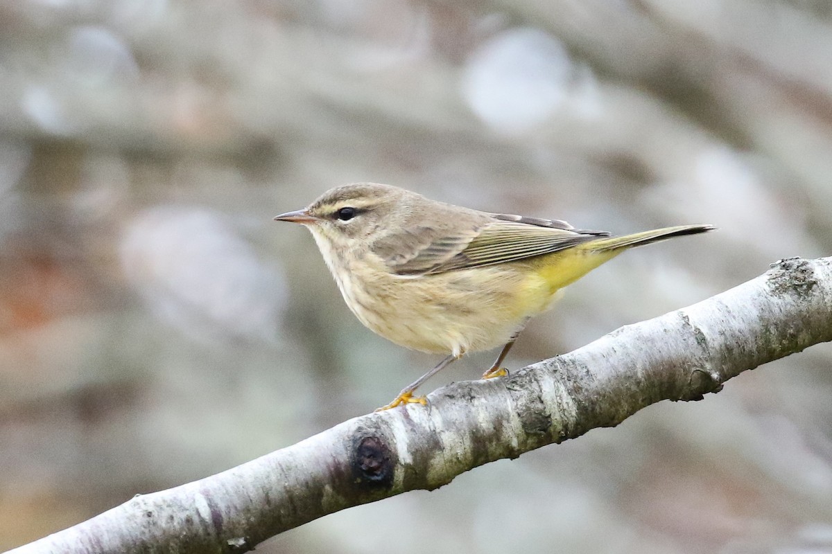 Palm Warbler (Western) - Blair Dudeck