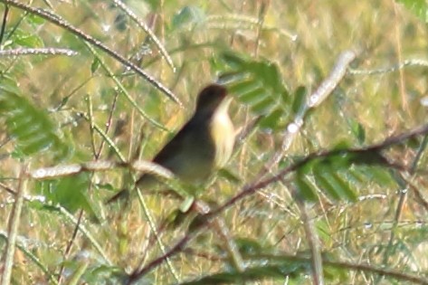 Dickcissel - ML121330601