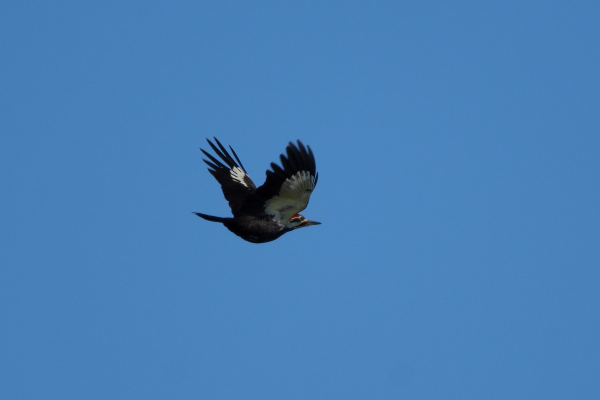 Pileated Woodpecker - ML121330761