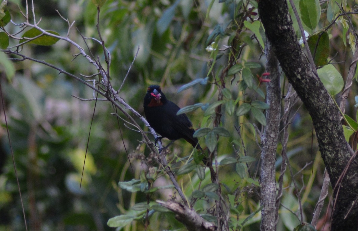 Greater Antillean Bullfinch - Keith M Kemp