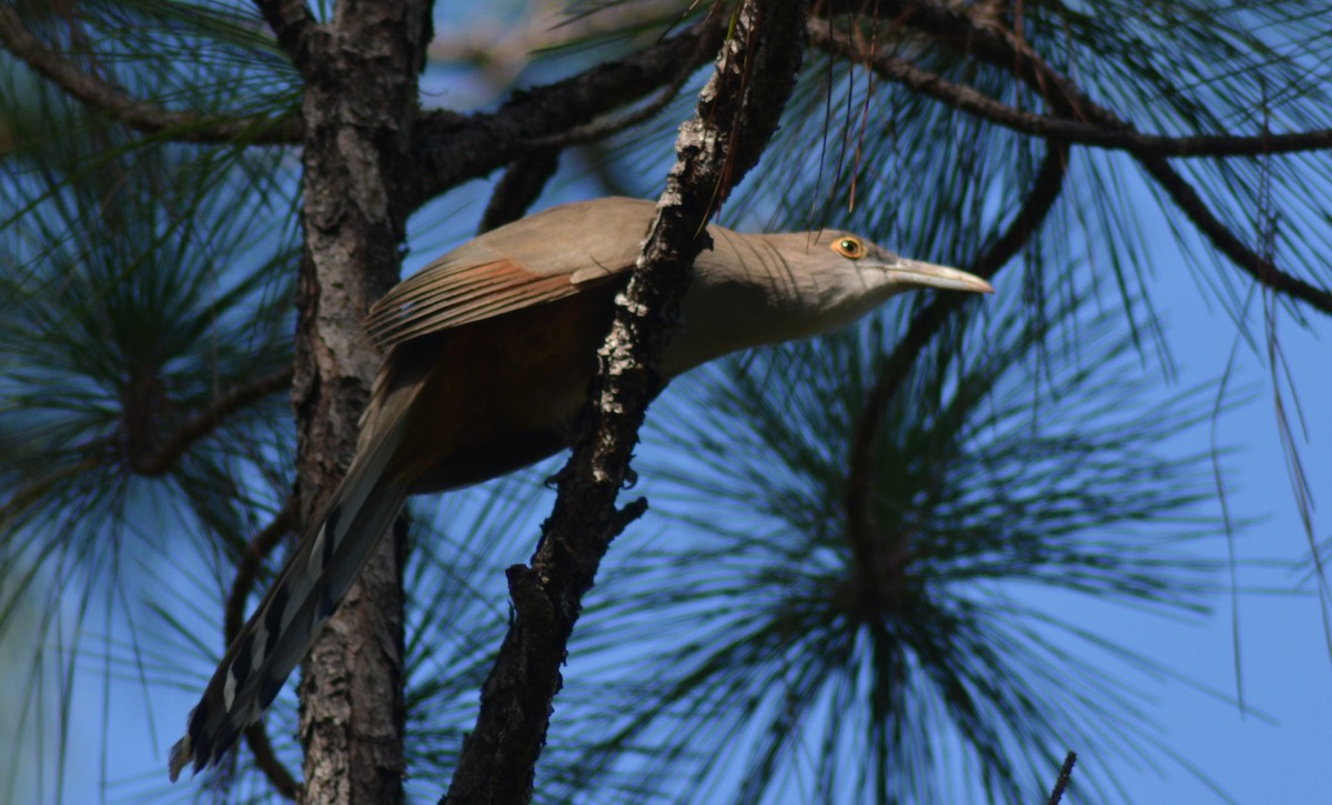 Great Lizard-Cuckoo - ML121332781