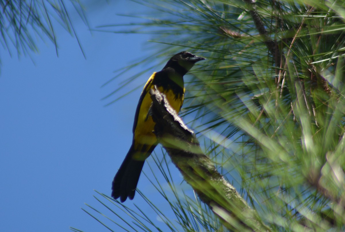 Bahama Oriole - Keith M Kemp