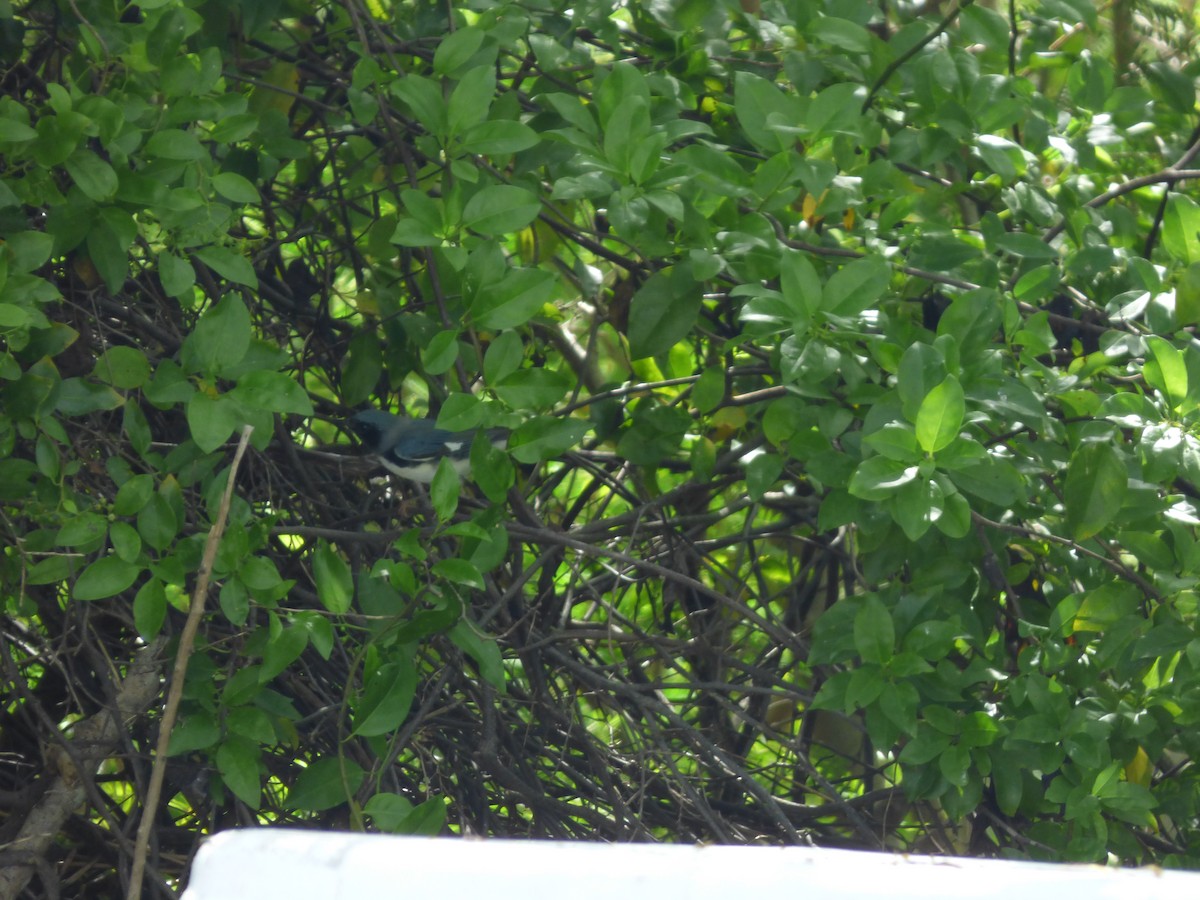 Black-throated Blue Warbler - ML121333321