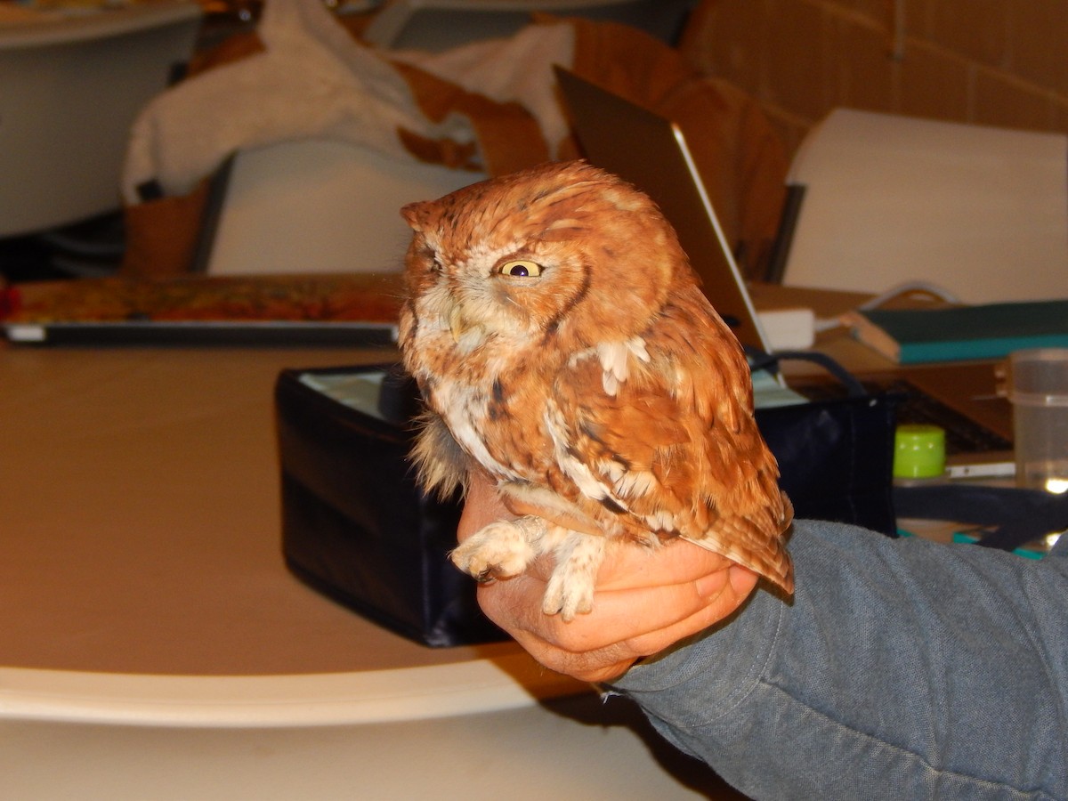 Eastern Screech-Owl - ML121333381