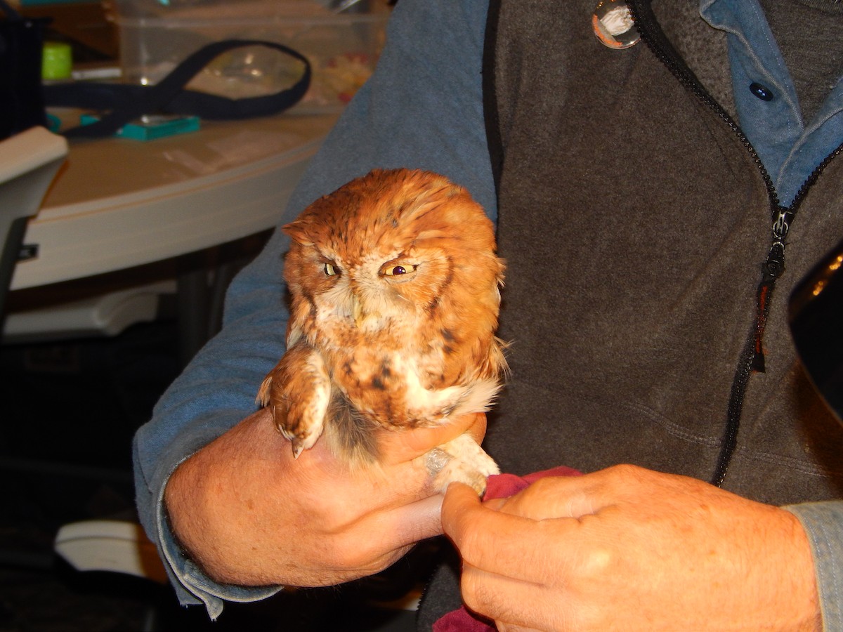 Eastern Screech-Owl - ML121333391