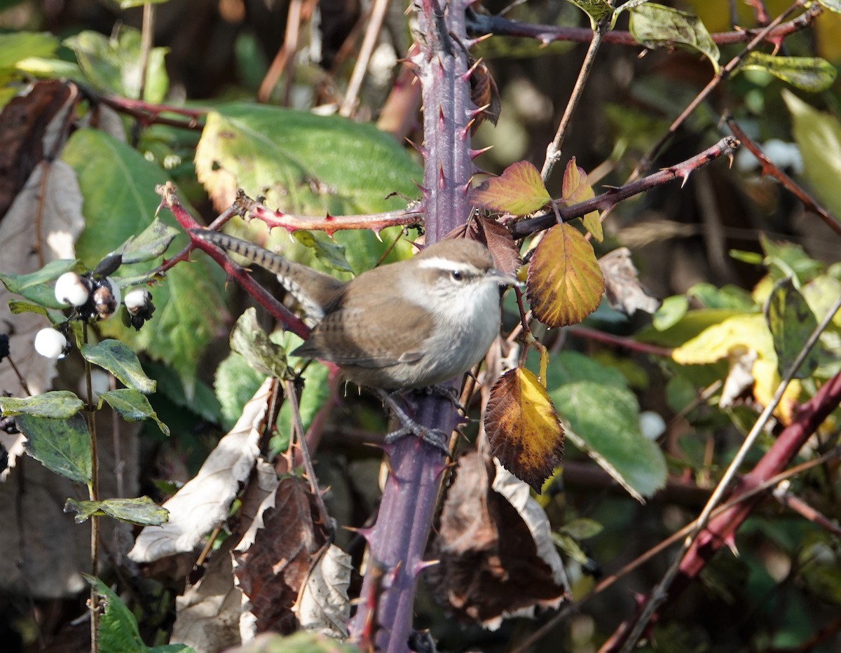 Bewick's Wren - David Fraser