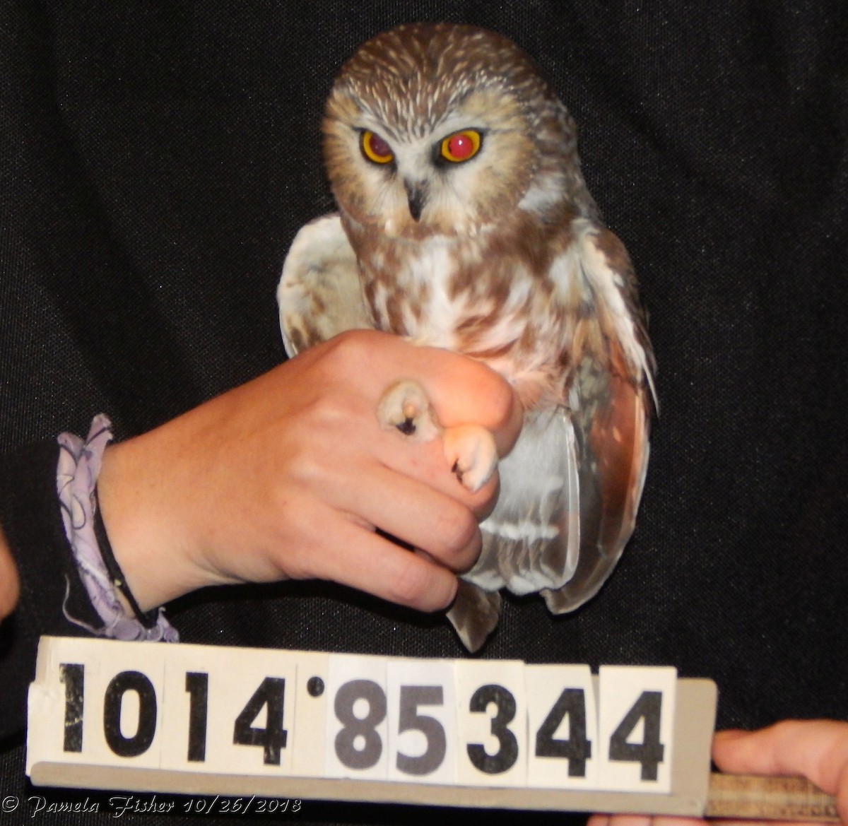 Northern Saw-whet Owl - ML121333561