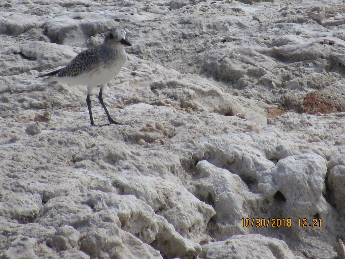 Black-bellied Plover - Vivian F. Moultrie