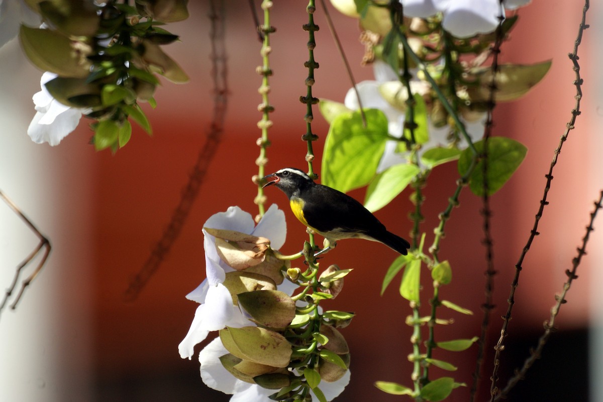 Bananaquit - ML121334521