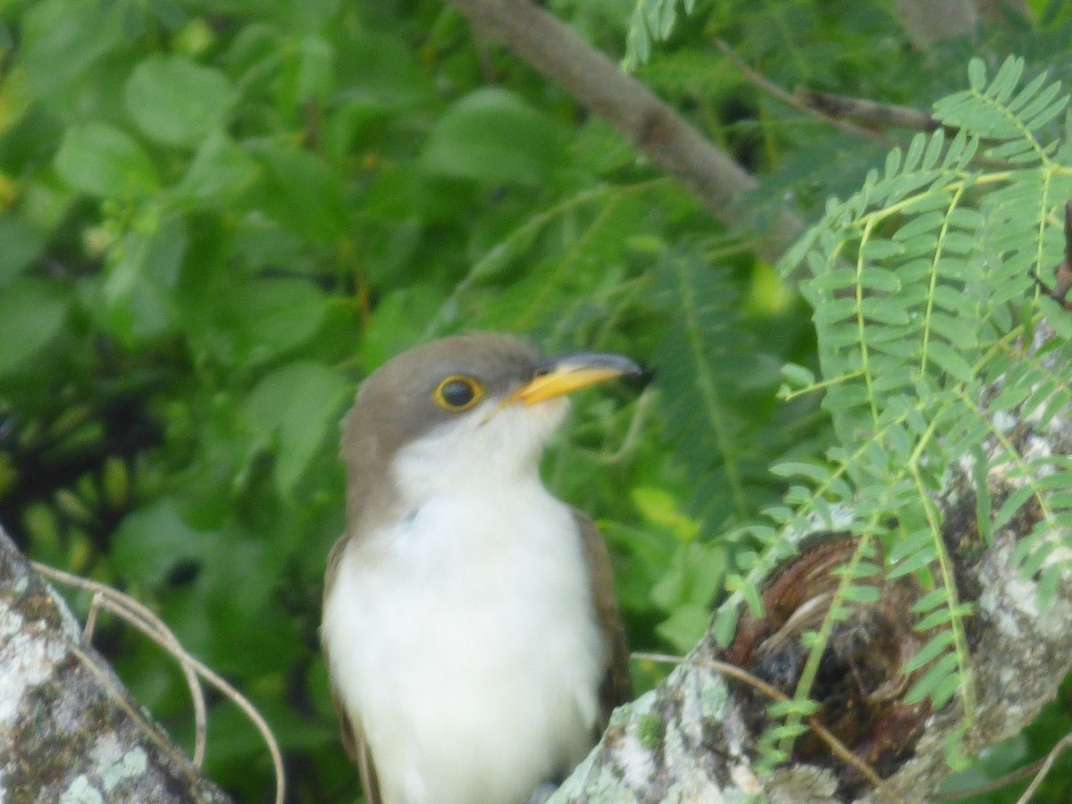 Yellow-billed Cuckoo - ML121335411