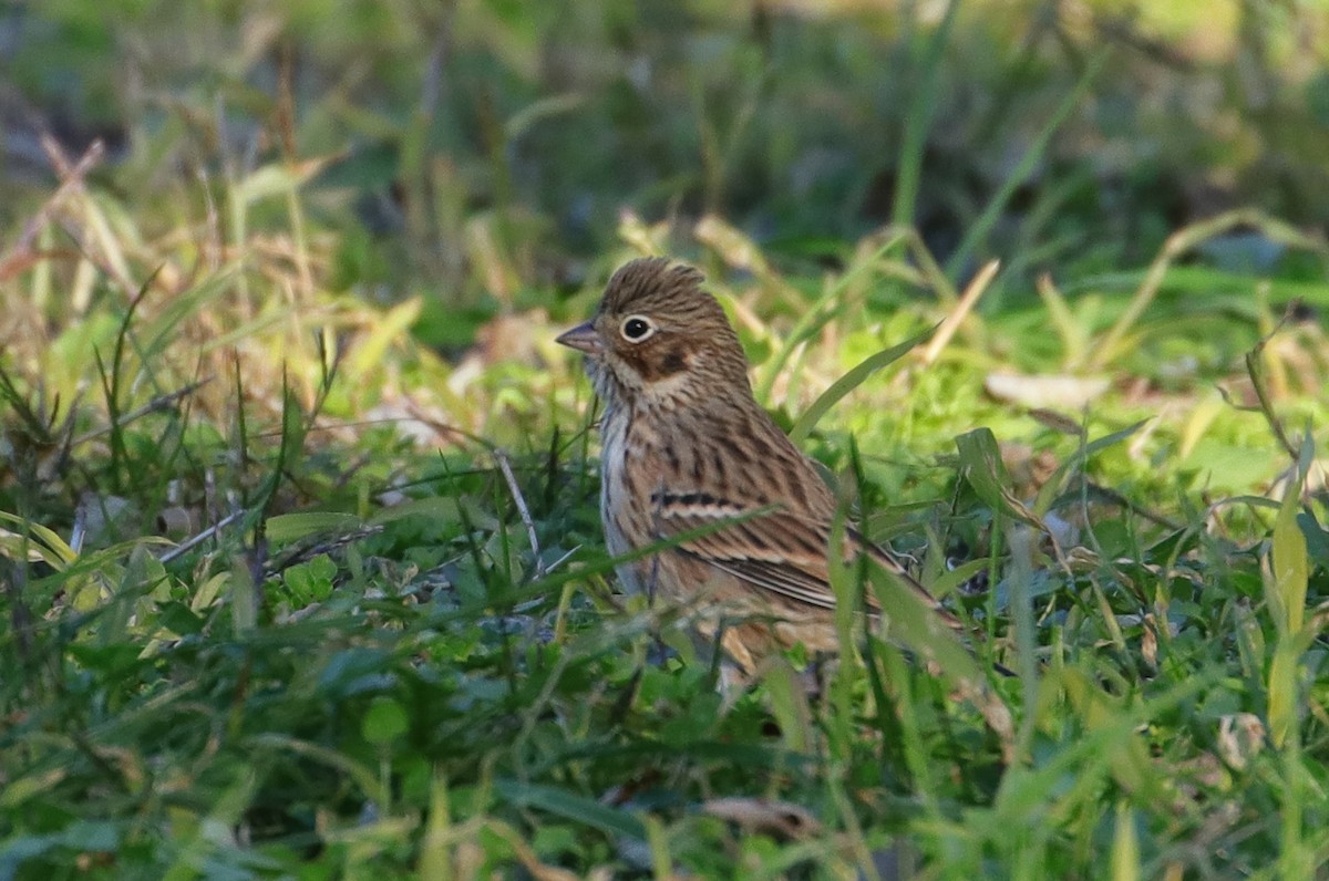 Vesper Sparrow - ML121335511