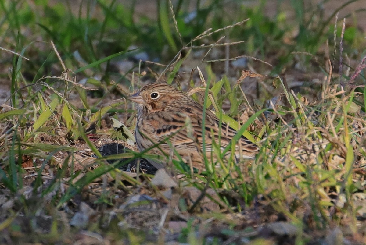 Vesper Sparrow - ML121335521