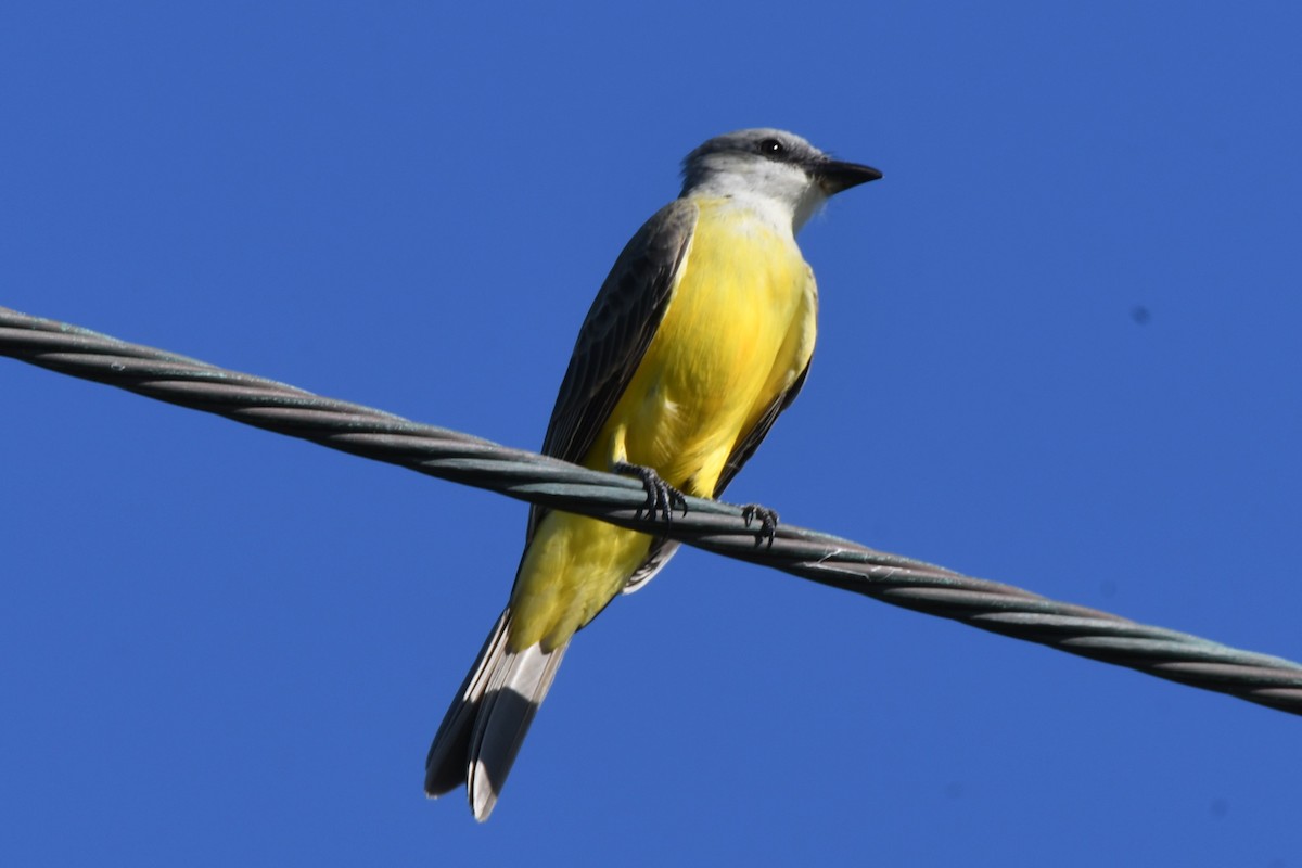 Tropical/Couch's Kingbird - ML121335821