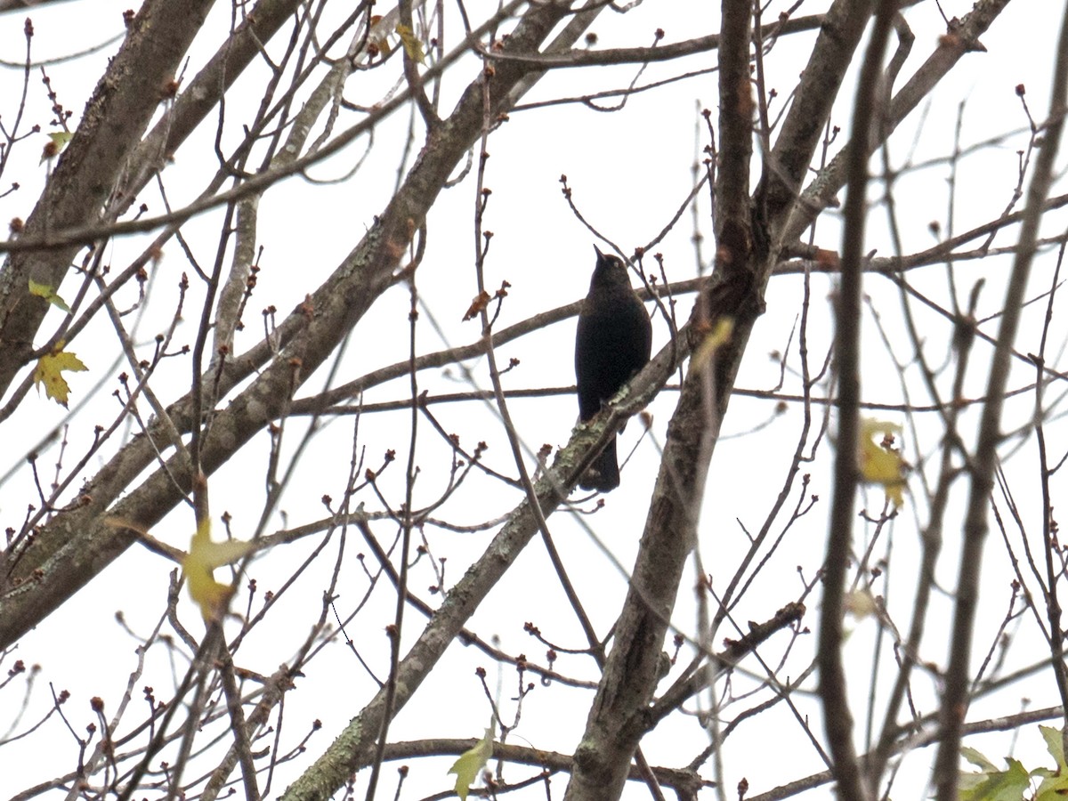 Rusty Blackbird - ML121335971