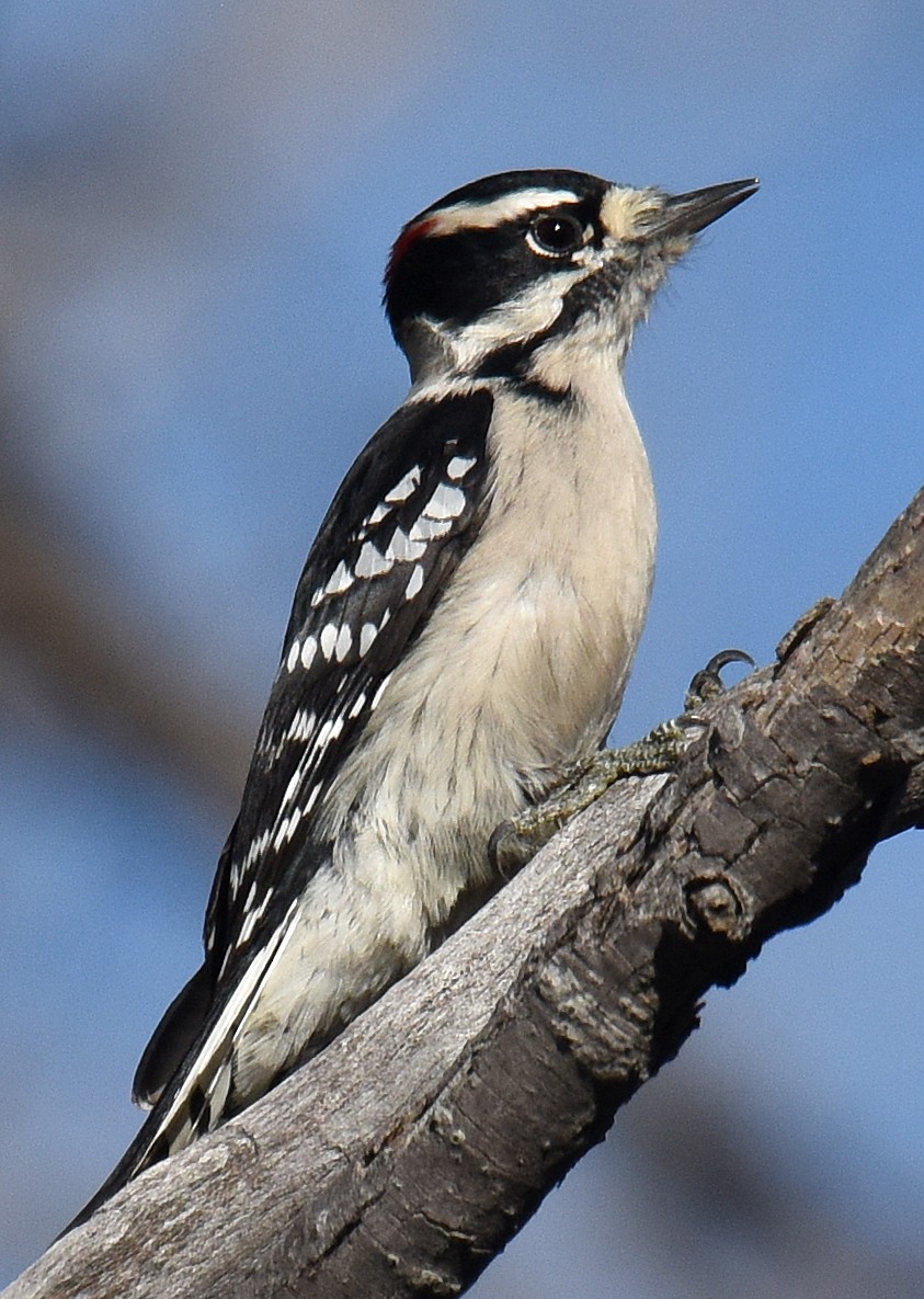 Downy Woodpecker (Eastern) - ML121336871