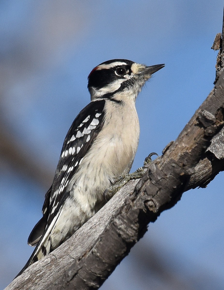 Downy Woodpecker (Eastern) - ML121336881