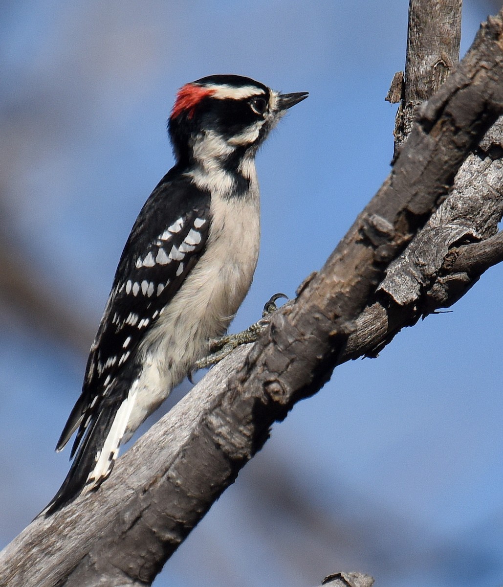 Downy Woodpecker (Eastern) - ML121336891