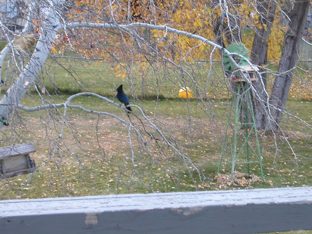 Steller's Jay - ML121337611